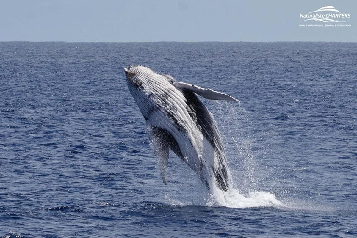 a humpback whale jumping out of the water