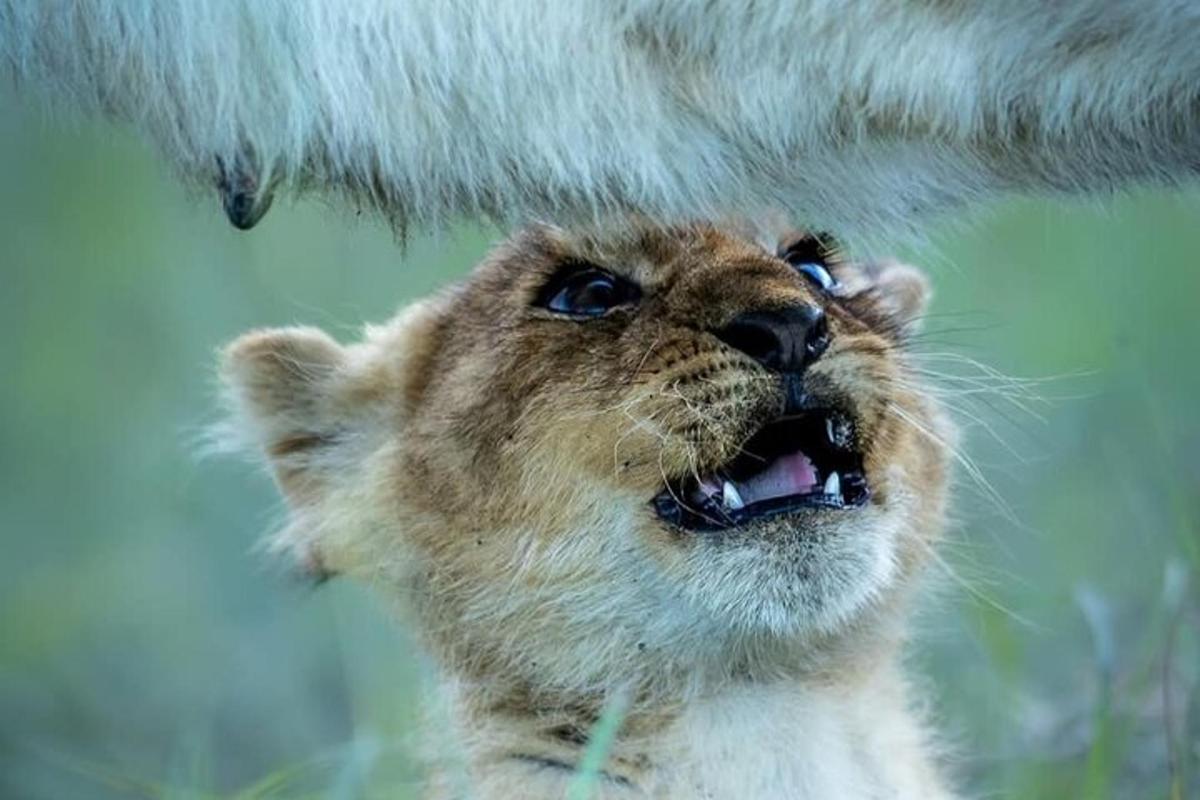 un cucciolo di leone che guarda in alto con la bocca aperta