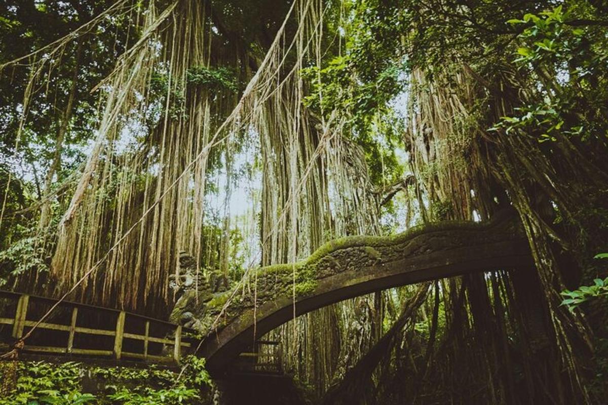 a bridge covered in vines in a forest