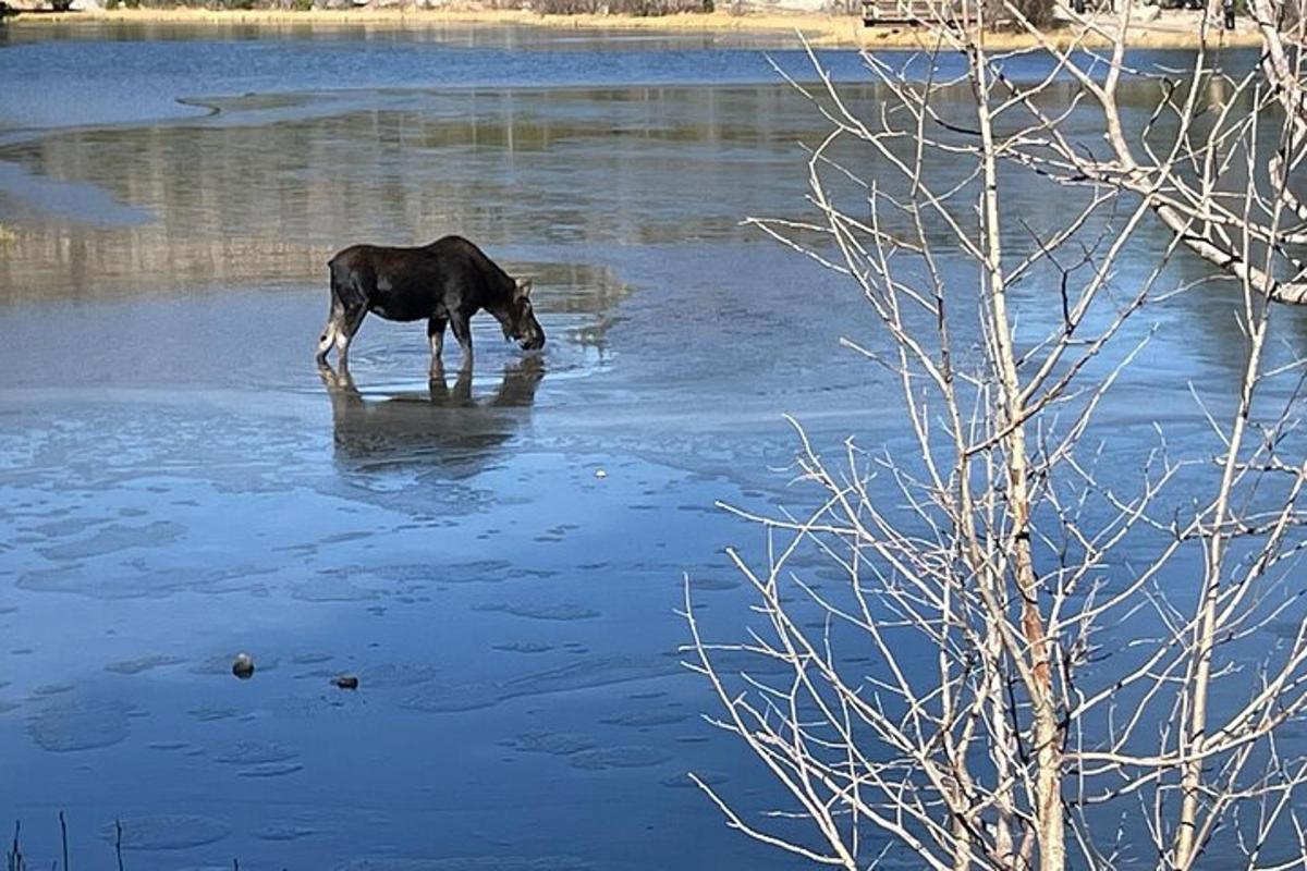 кінь, що стоїть у водоймі