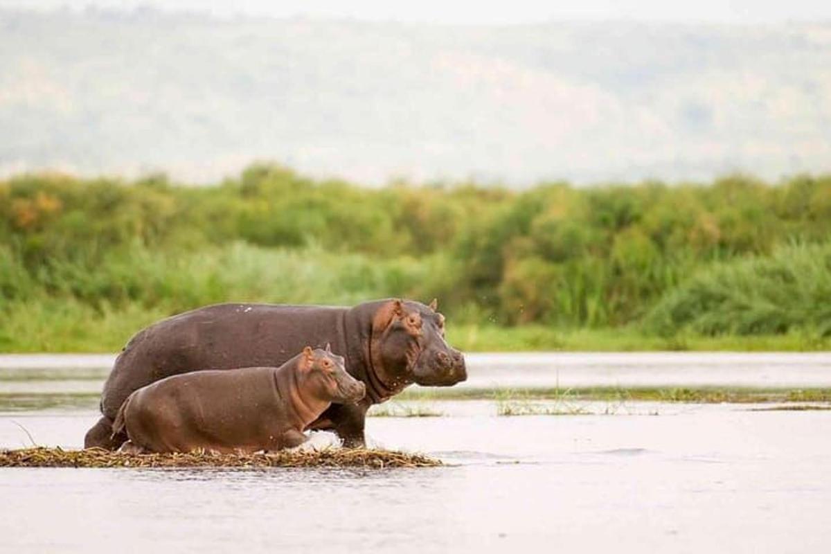 una mucca e un vitello sdraiati nell'acqua