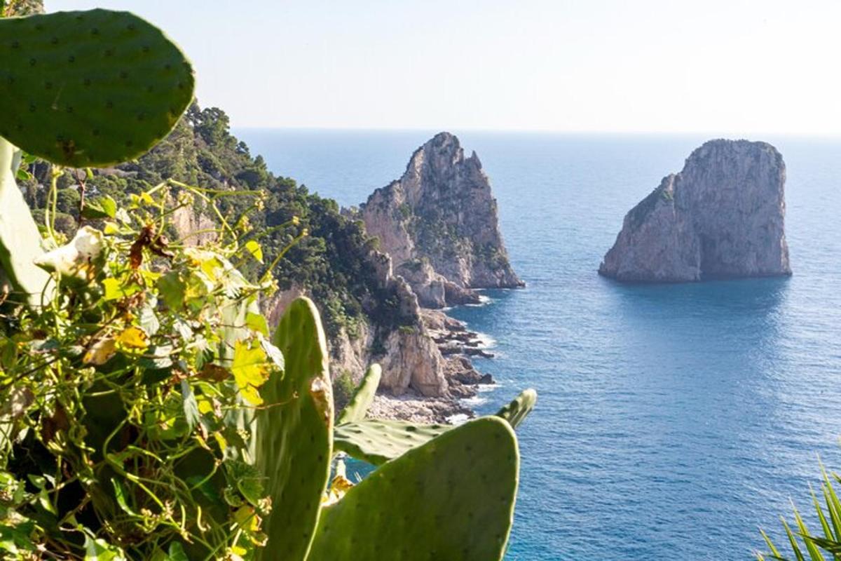 a view of the amalfi coast with a cactus