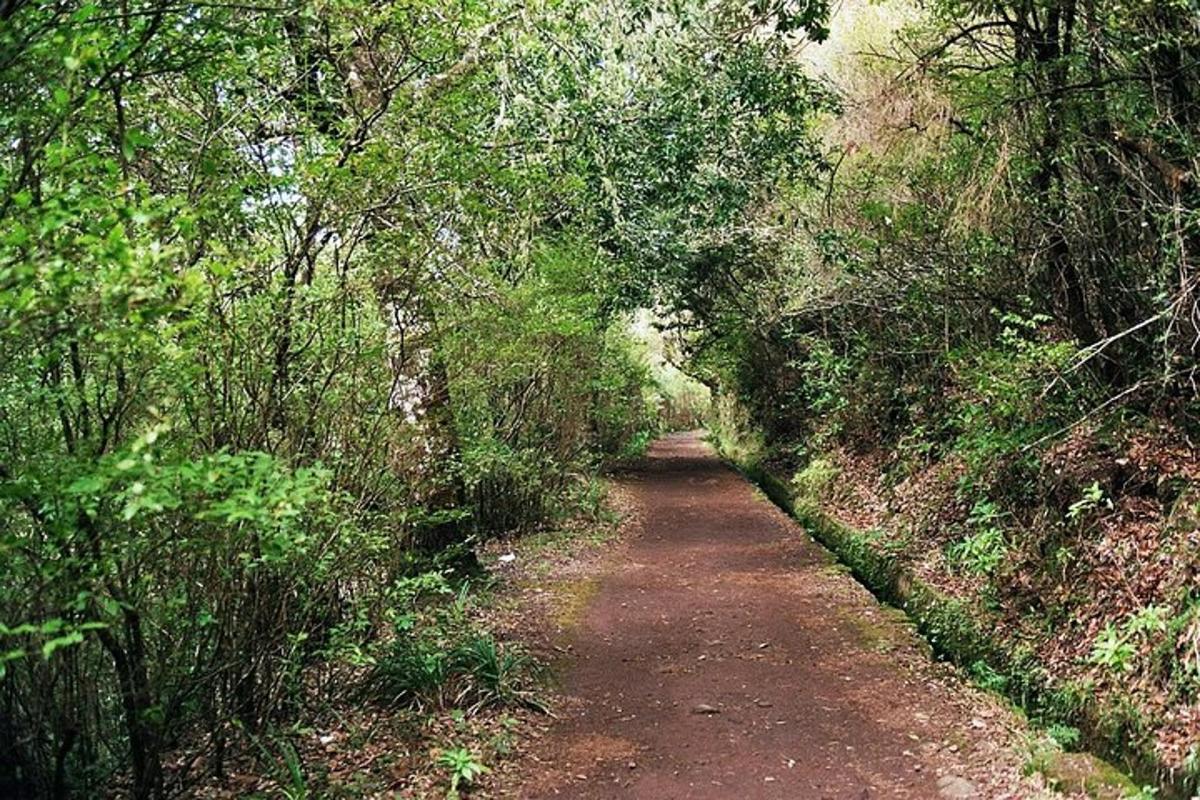 a dirt path in a forest with trees