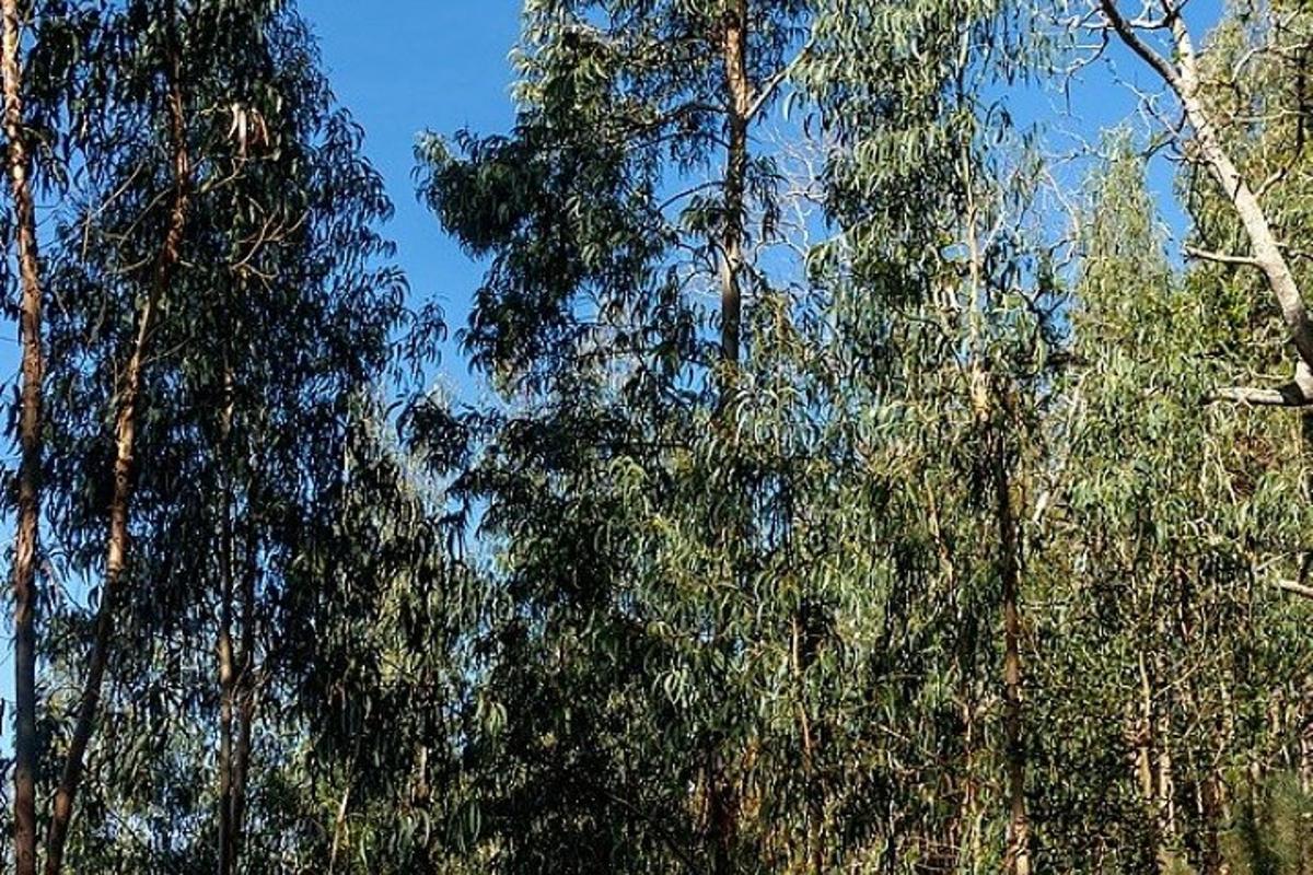 a group of trees with a blue sky in the background