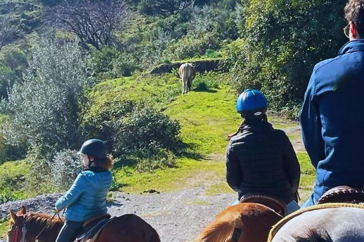 μια ομάδα ανθρώπων πάνω σε άλογα που κοιτάζουν έναν ελέφαντα