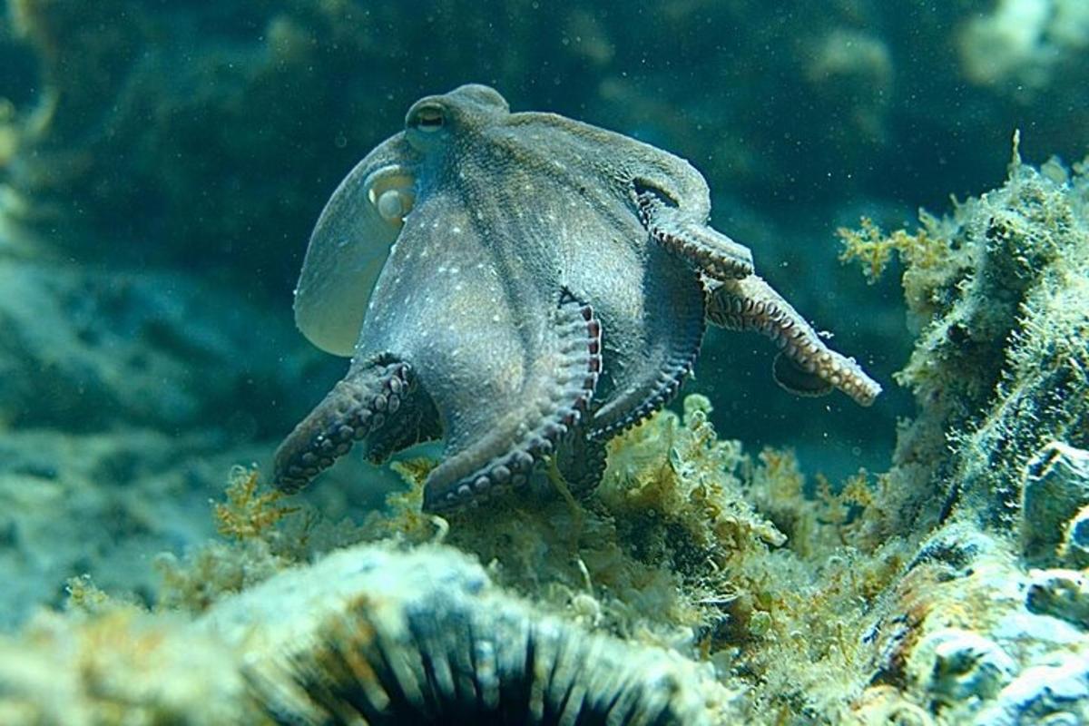 sotong besar sedang duduk di atas karang