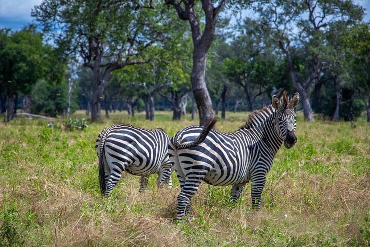 two zebras standing next to each other in a field