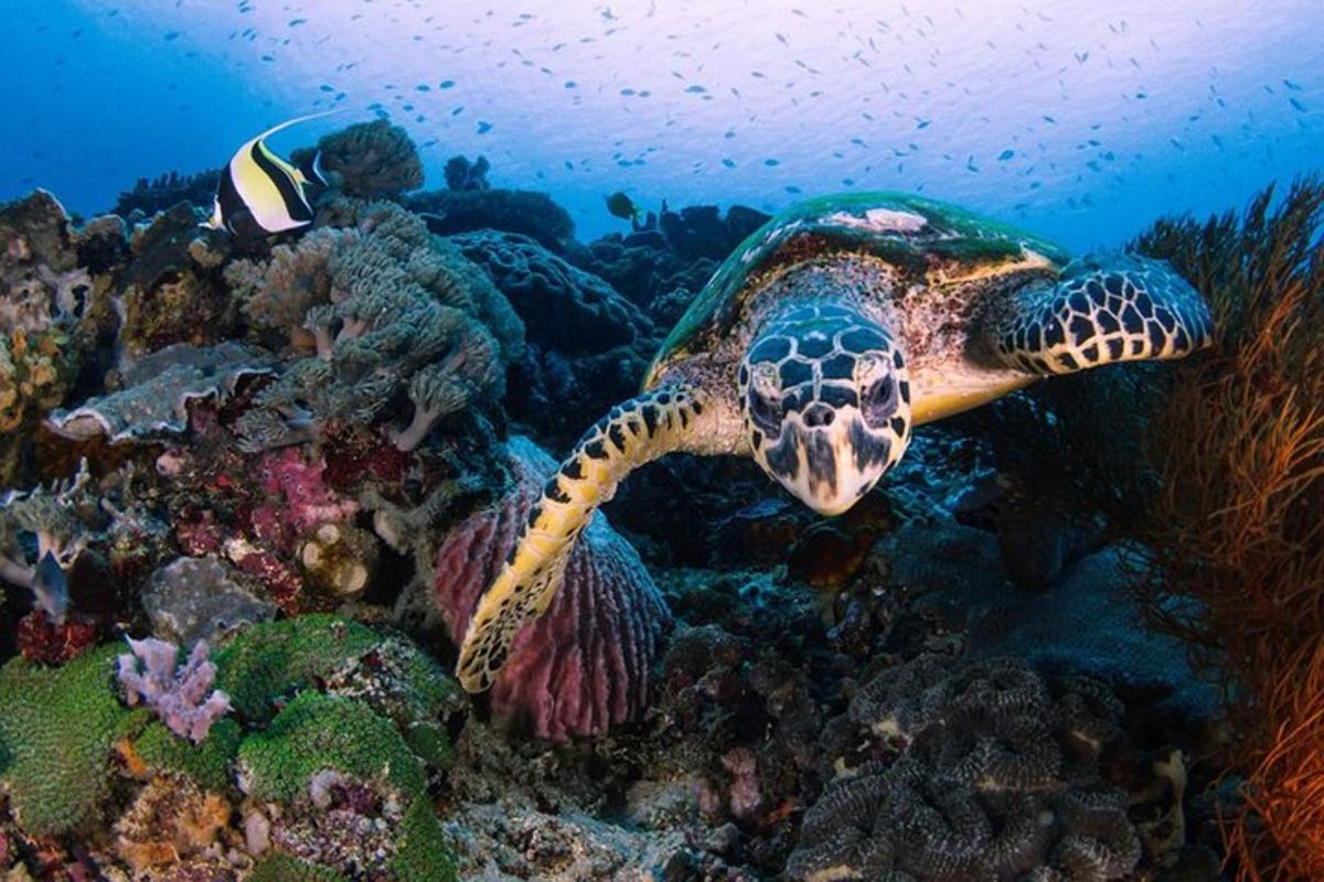 a turtle swimming over a coral reef