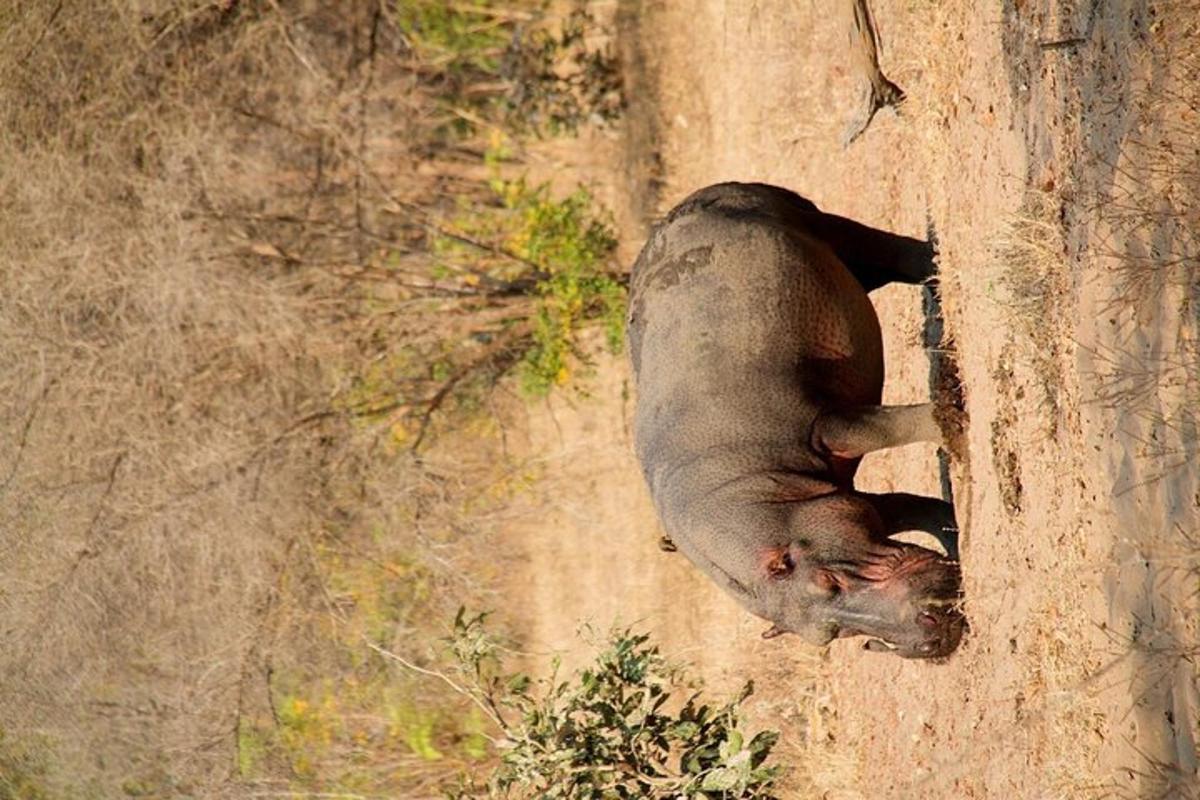 a baby elephant laying in a hole in the dirt