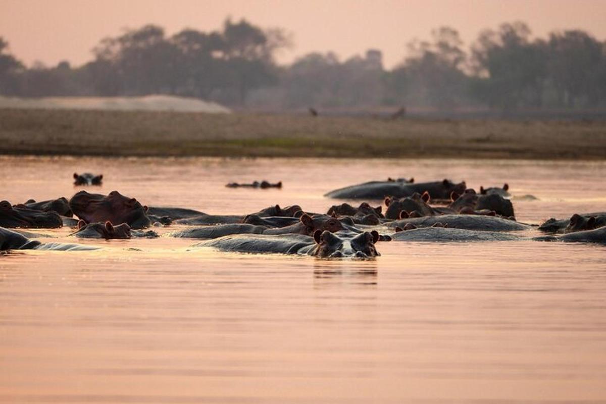 a herd of animals crossing a body of water