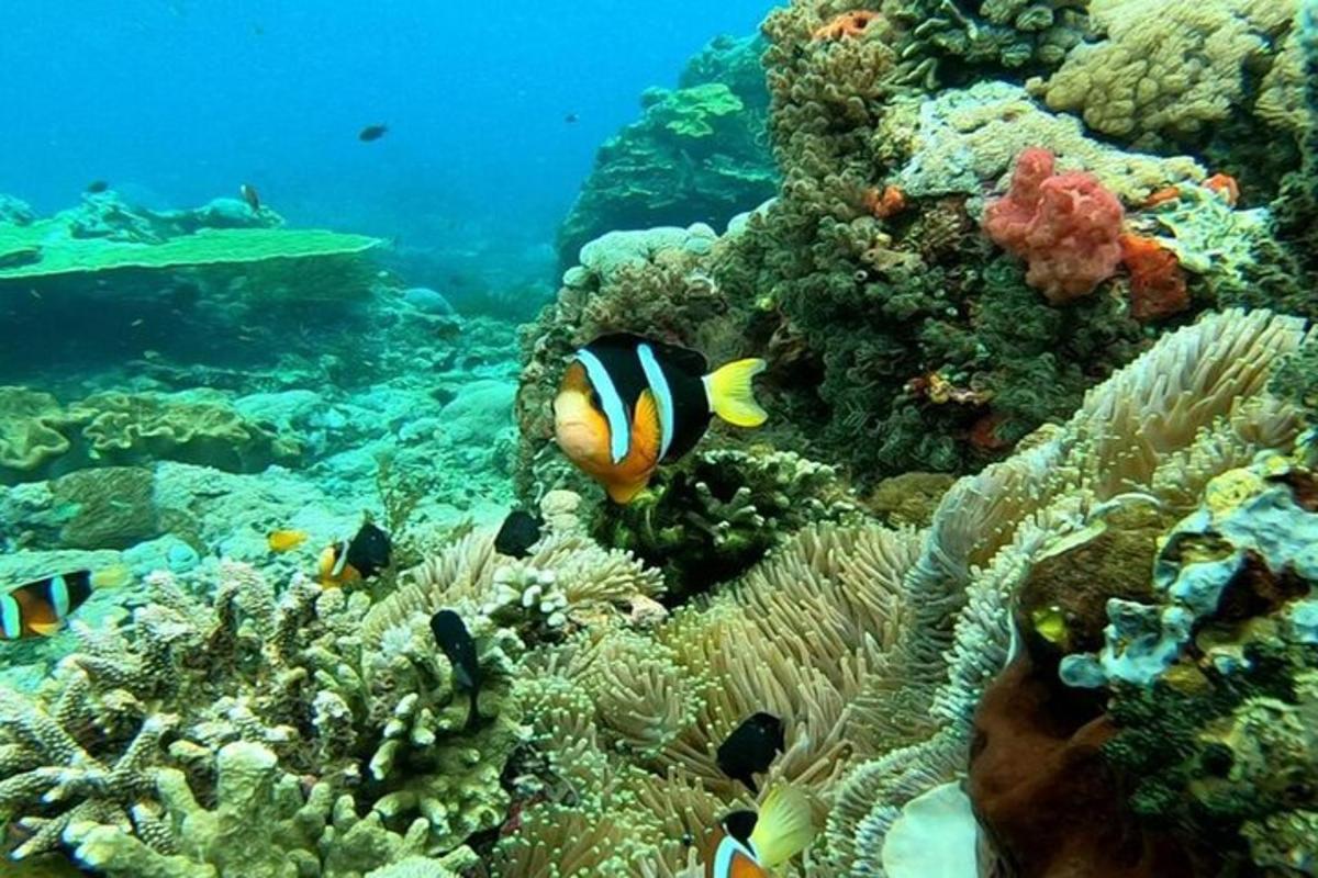 a coral reef with a clown fish on it