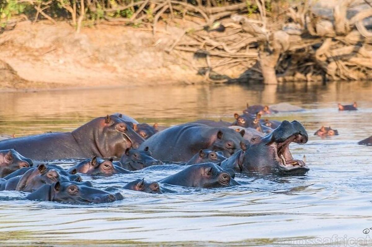 a herd of elephants in the water