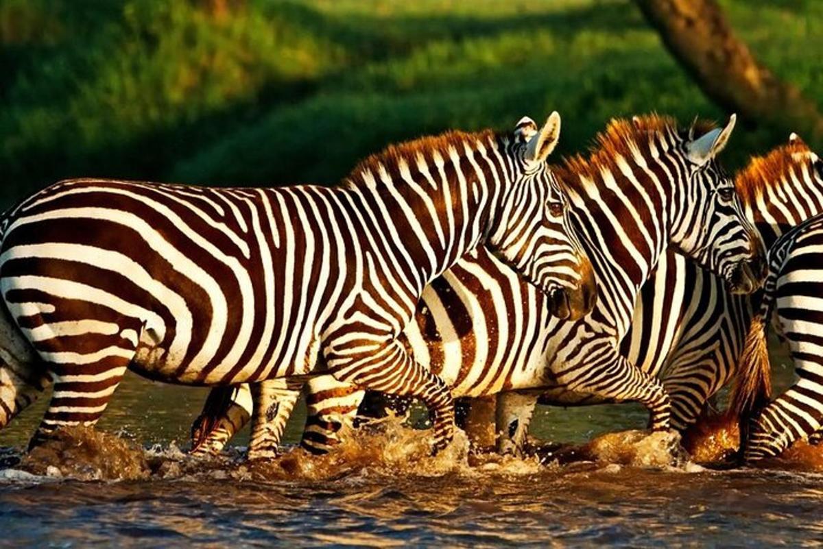 水の中を走るシマウマの群れ