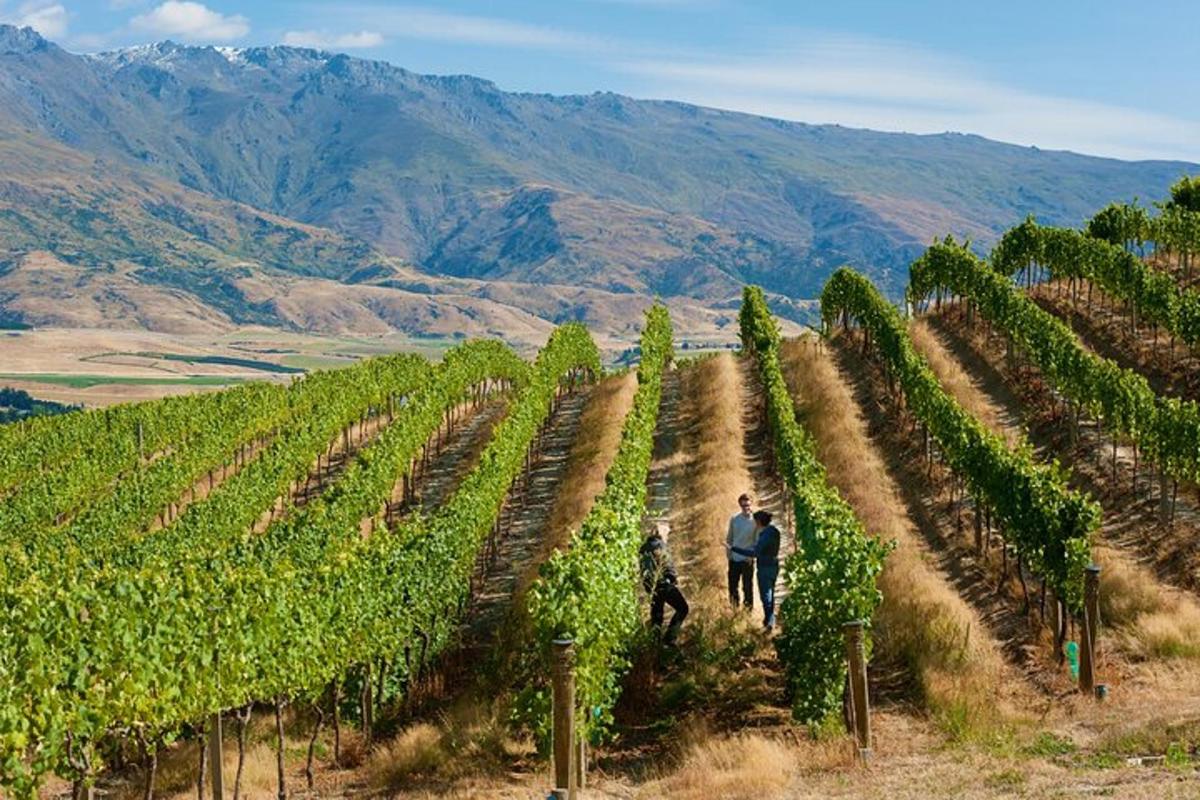 a group of people walking through a vineyard
