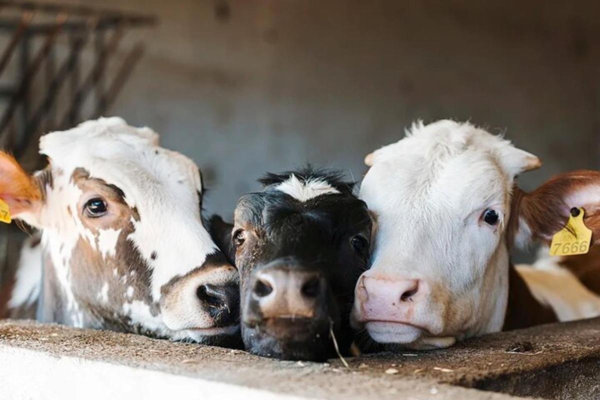 um grupo de vacas em pé uma ao lado da outra