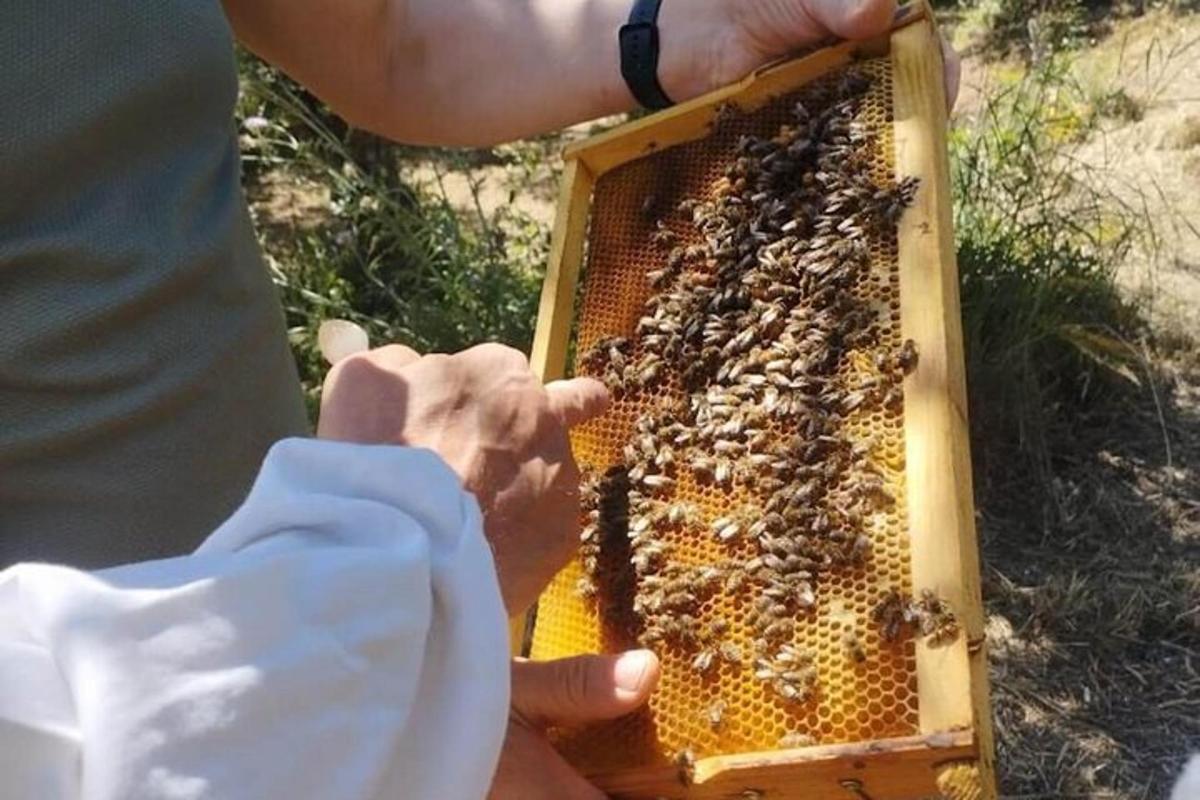 o persoană care ține un stup plin de albine