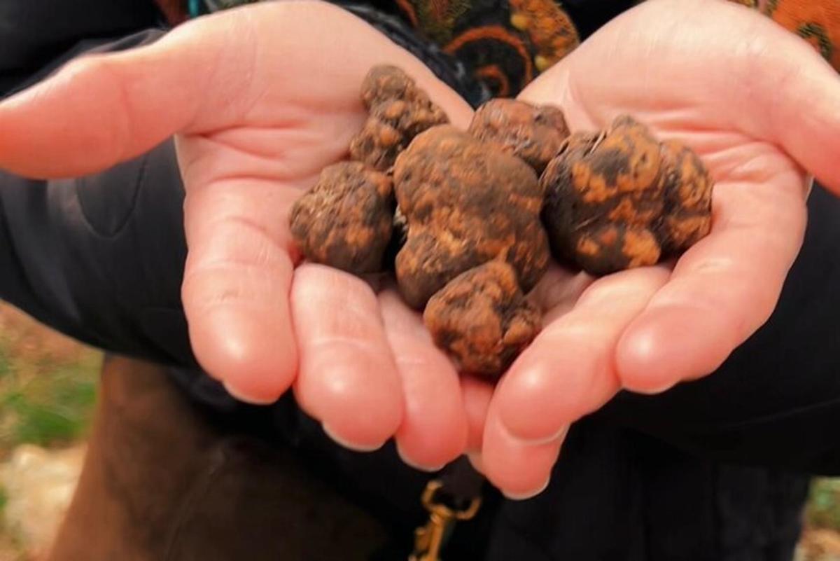 une personne tenant une poignée de cacahuètes dans ses mains