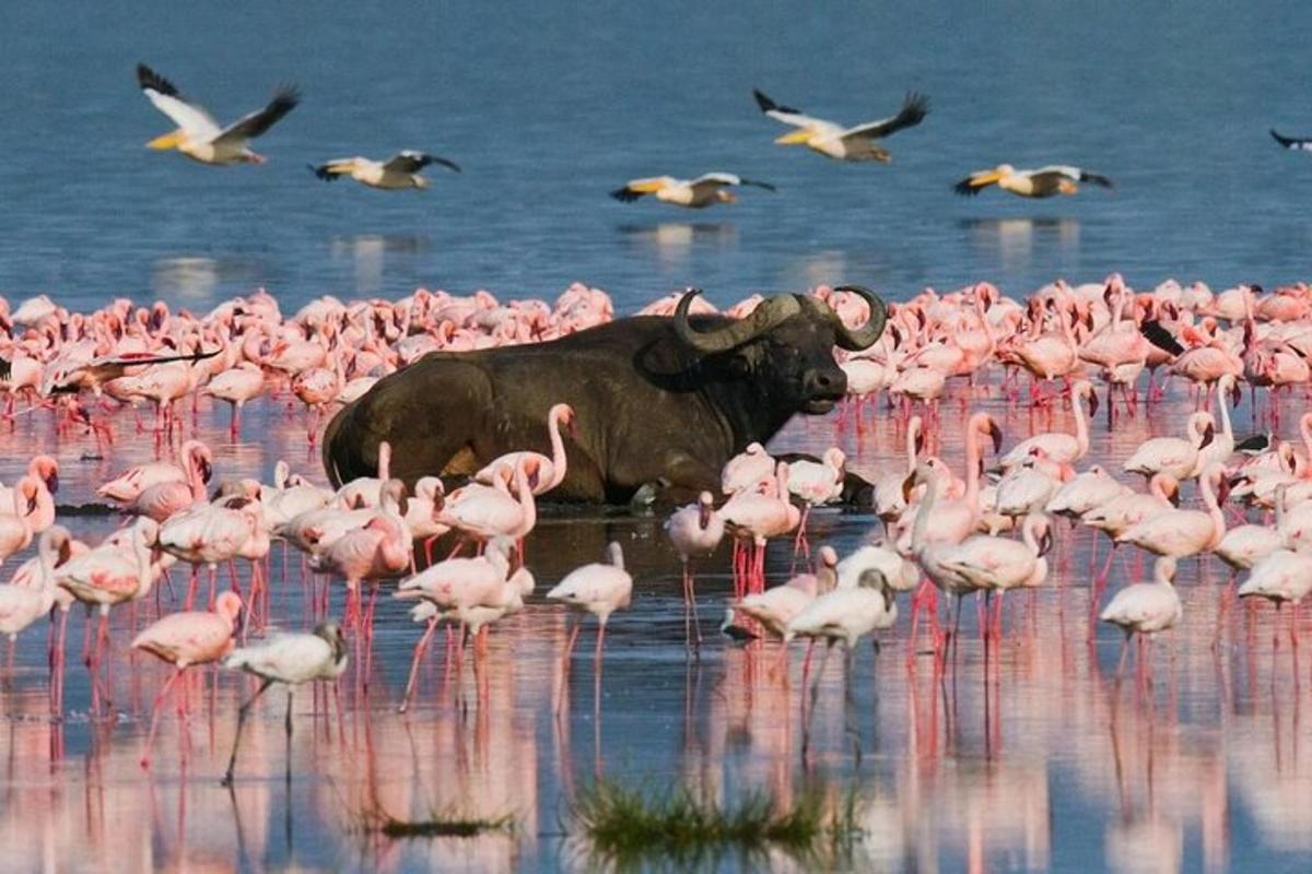 a bull standing in the water with a flock of pink flamingos