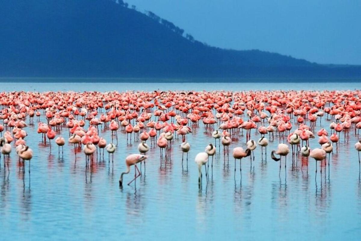 a large flock of flamingos standing in the water