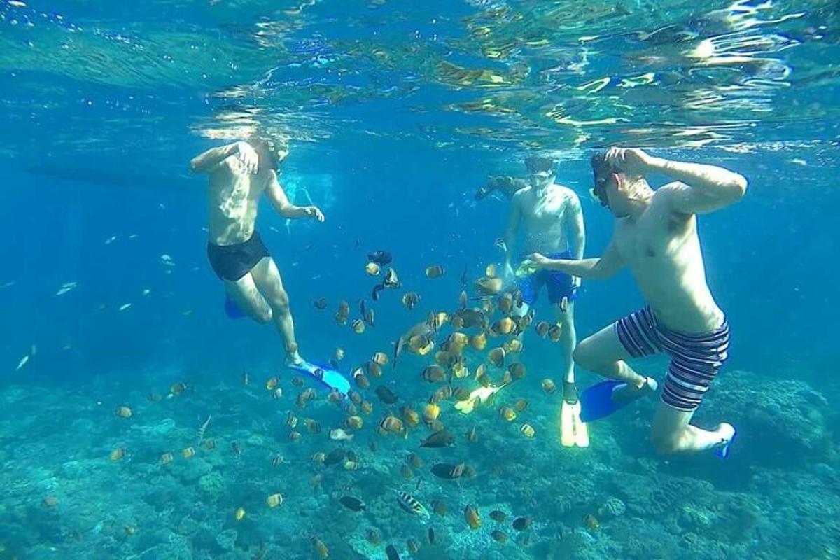 三个男人在水中和鱼一起潜水