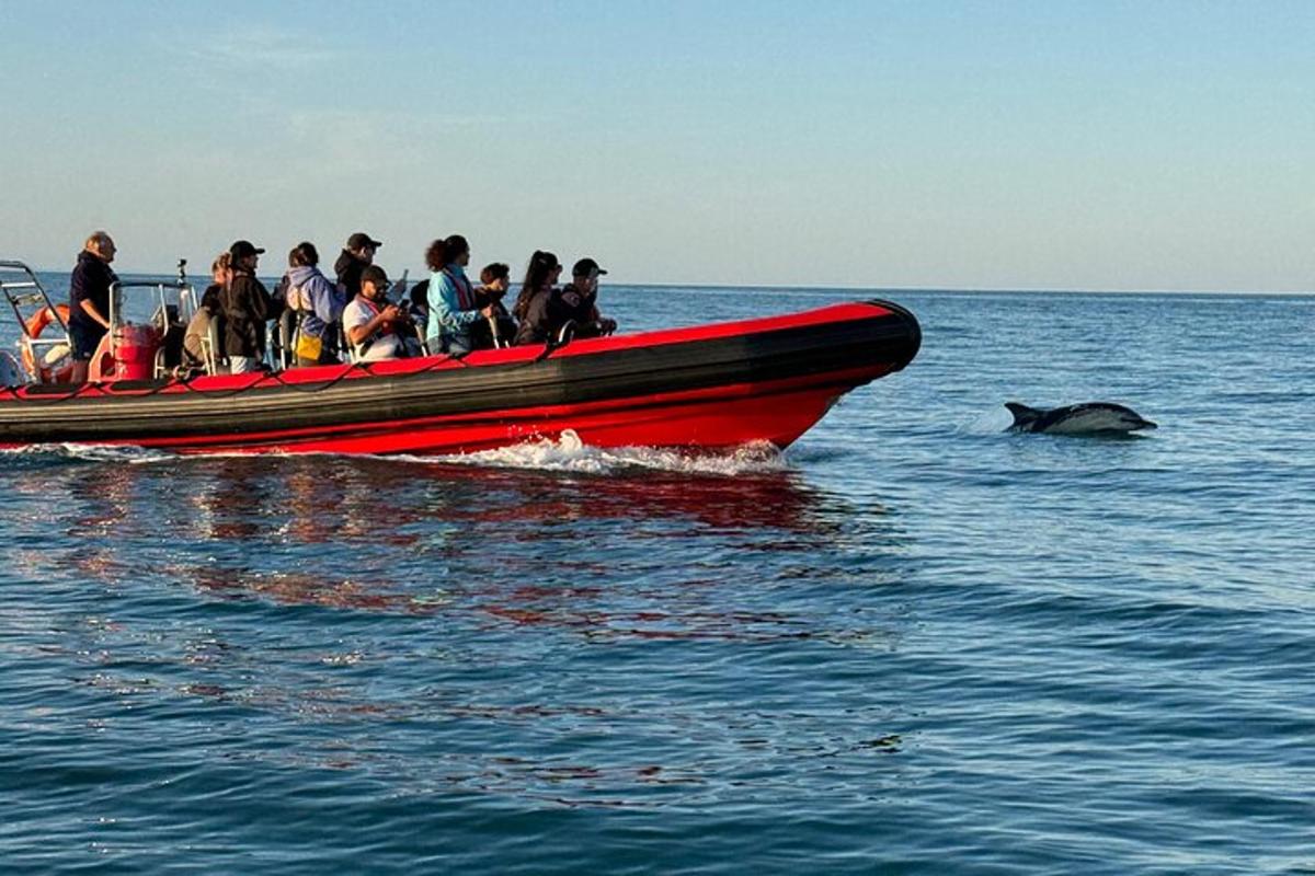 a group of people on a boat with a dolphin in the water