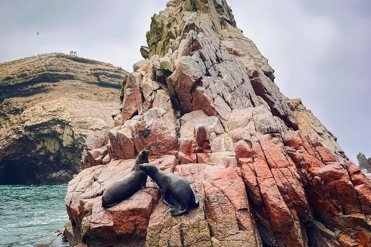 en sel som ligger på en stein ved havet