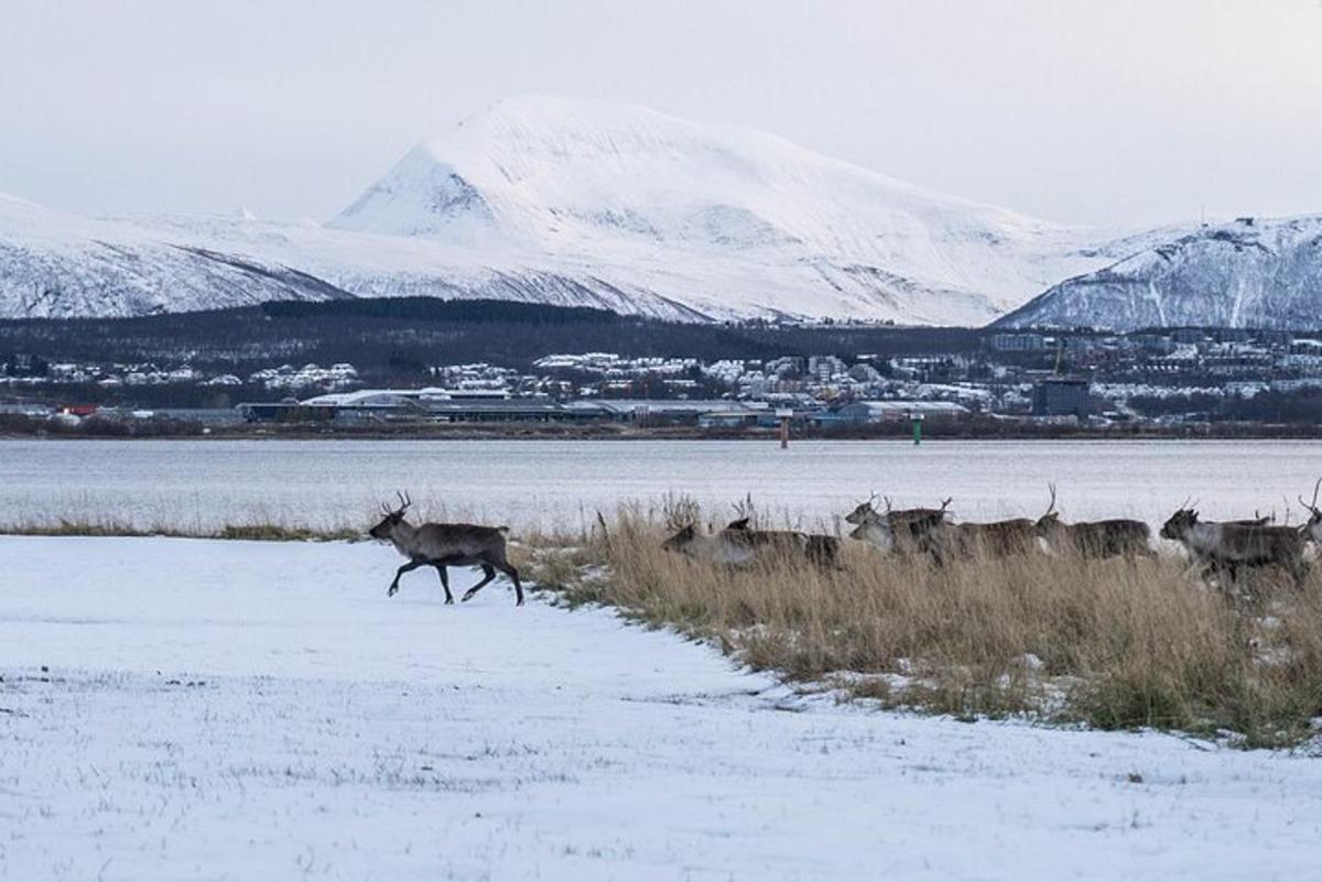 Hjartahópur hlaupandi yfir snjóþakinn akur