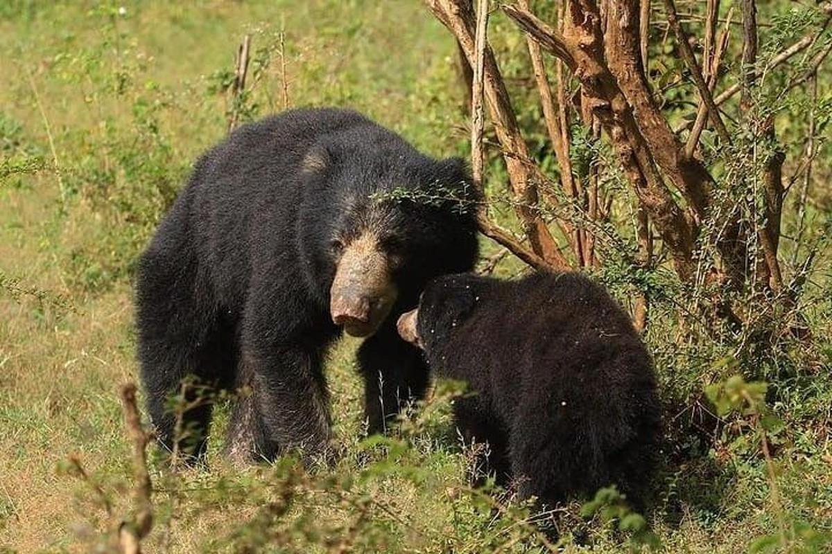 björnmamma og hvolpur hennar á akri