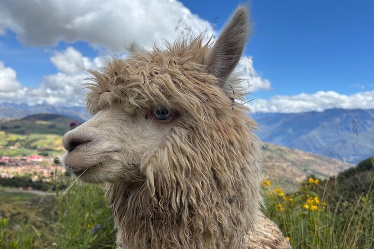 un primer pla d'una llama