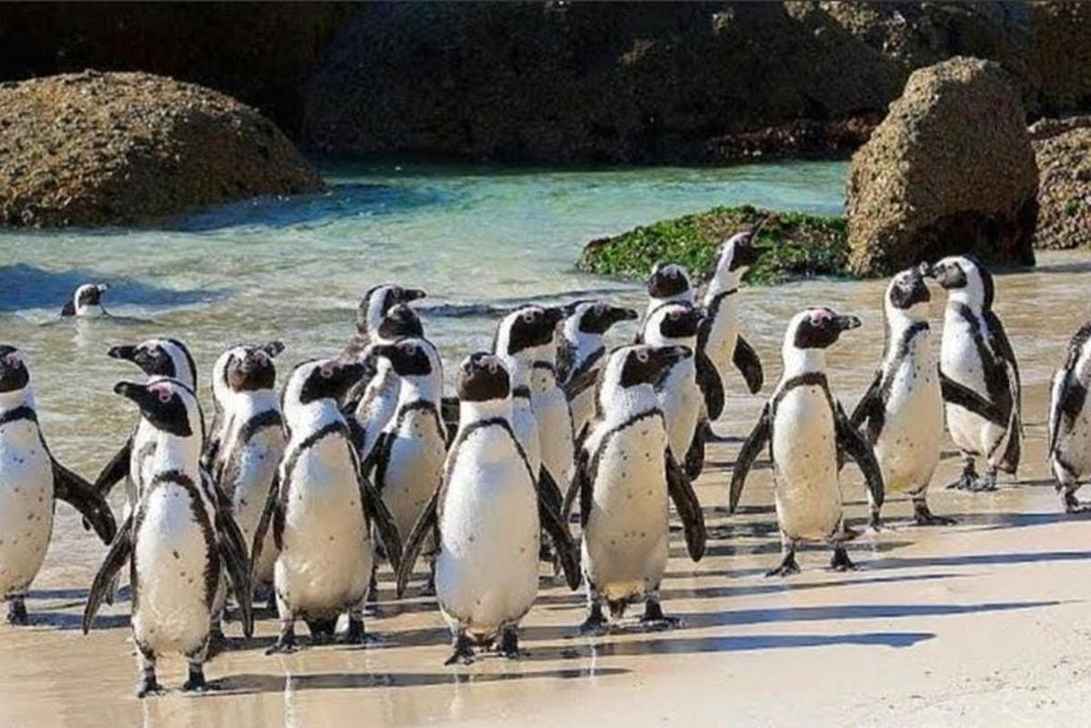 een groep pinguïns die op een strand staan