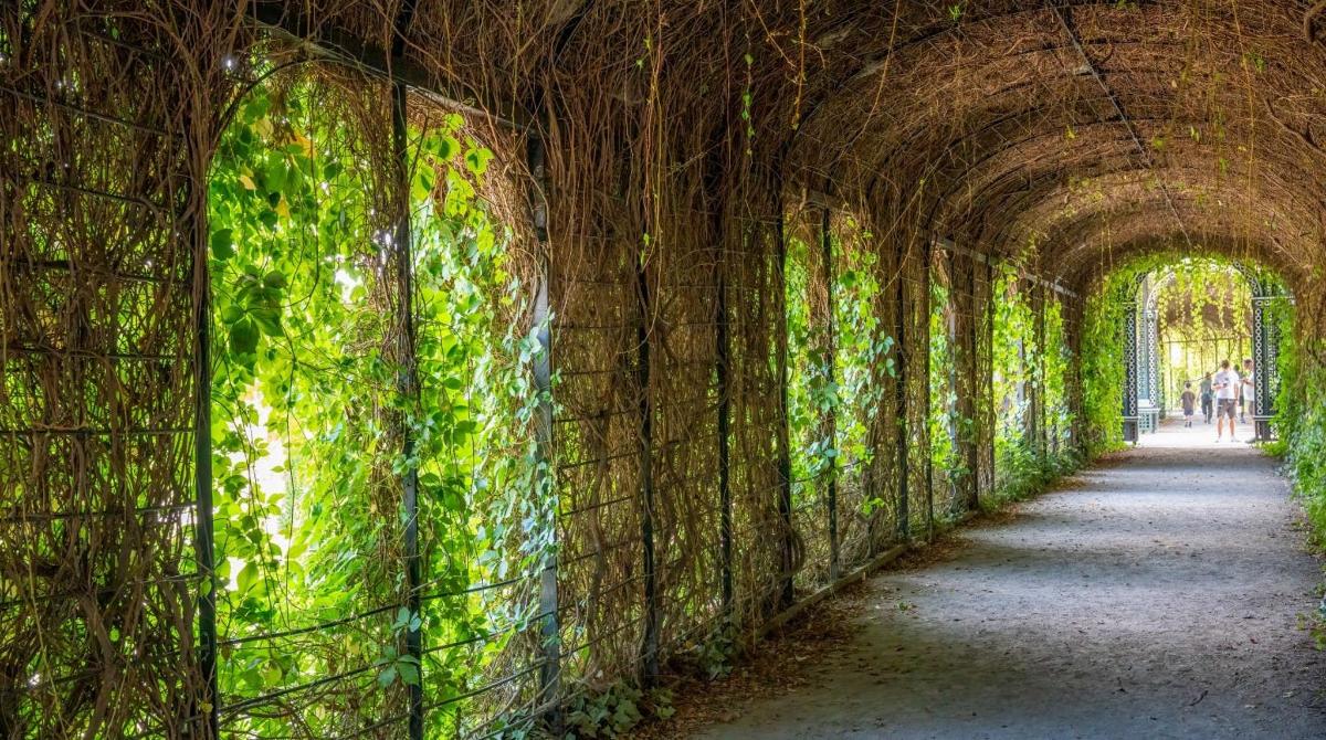 un tunnel con muschio verde sul muro