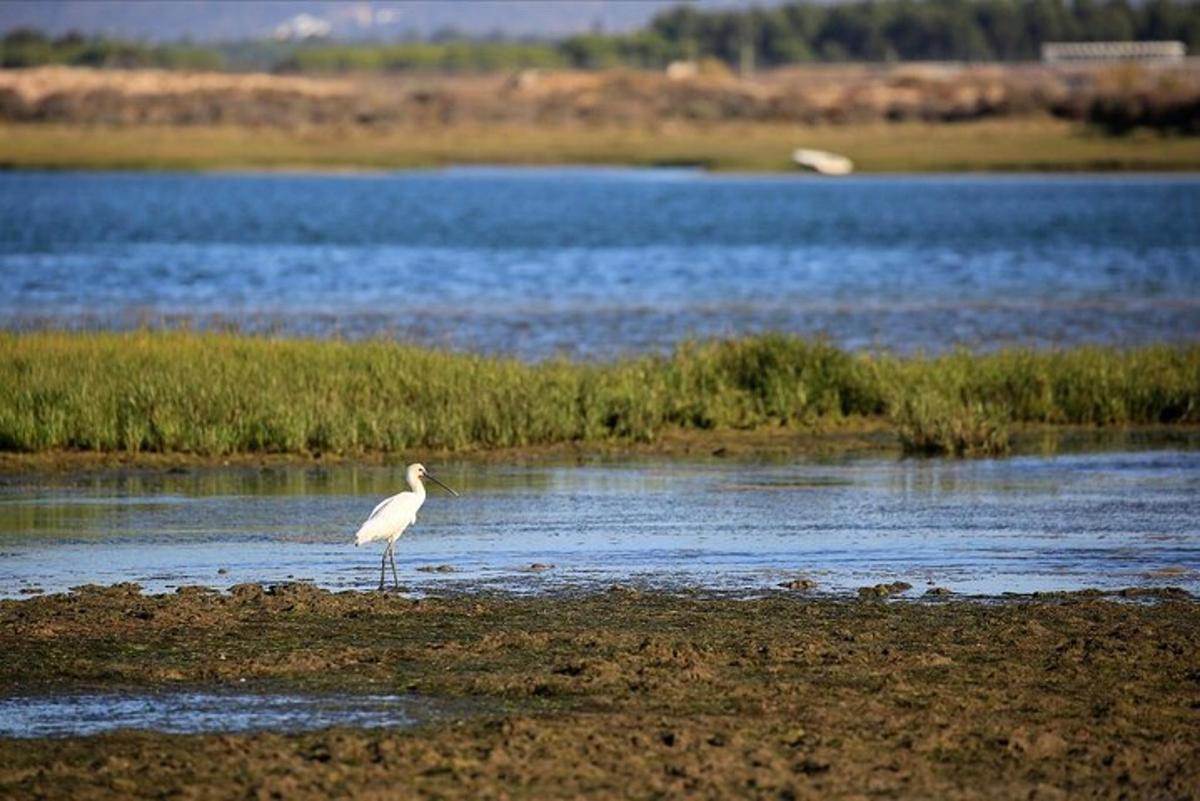 seekor burung putih berdiri di tepi pantai
