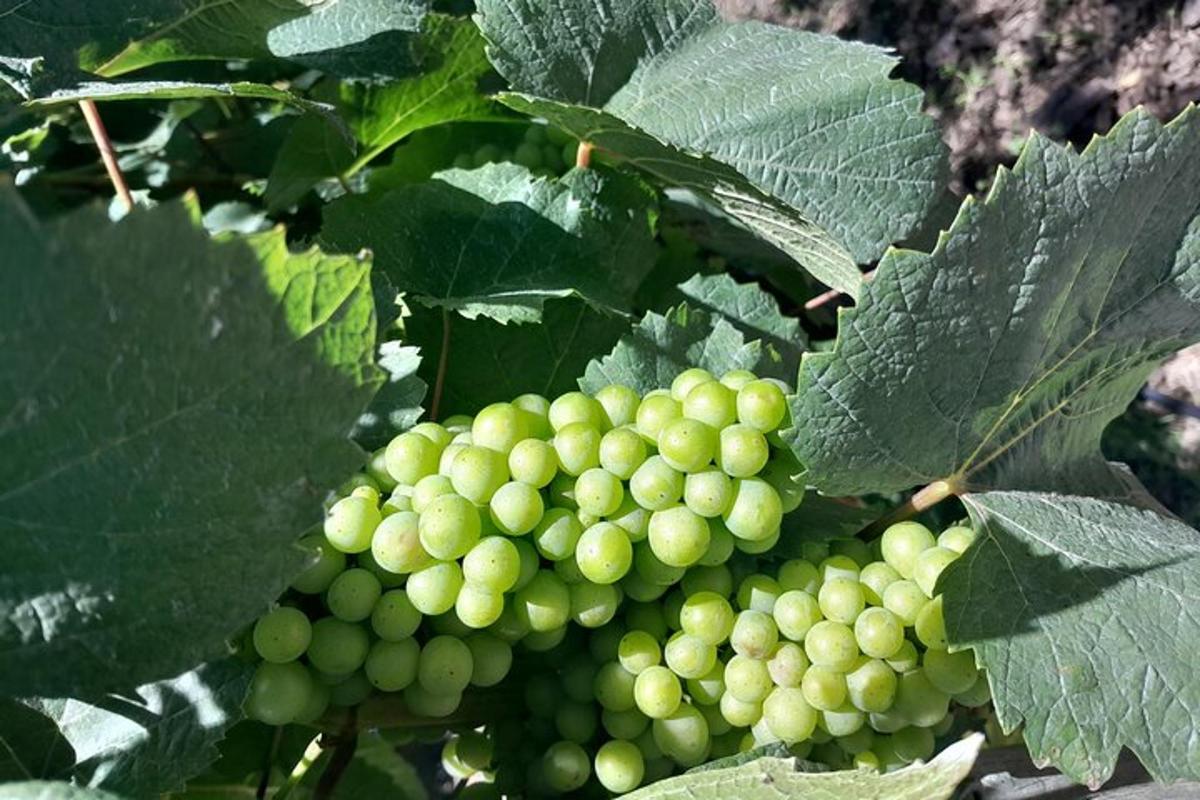 un grappolo d'uva verde che cresce su un albero