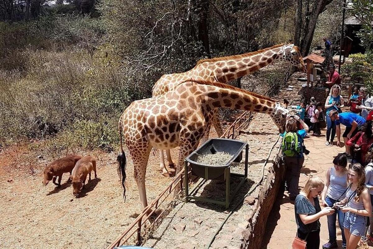 dua jerapah sedang makan makanan dari palung di kebun binatang