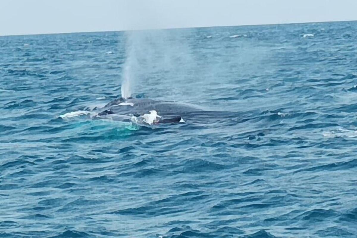 un delfino che nuota nell'acqua con il suo spruzzo