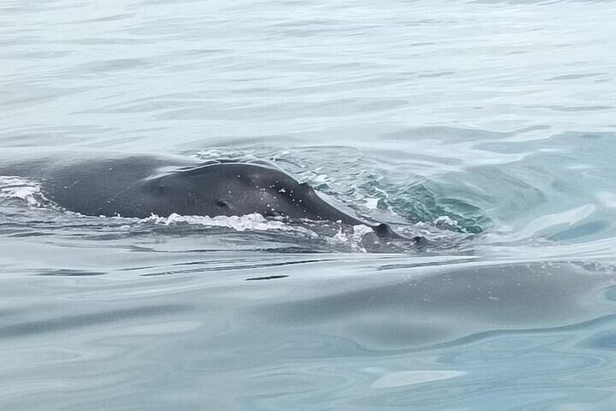 un delfino sta nuotando nell'acqua