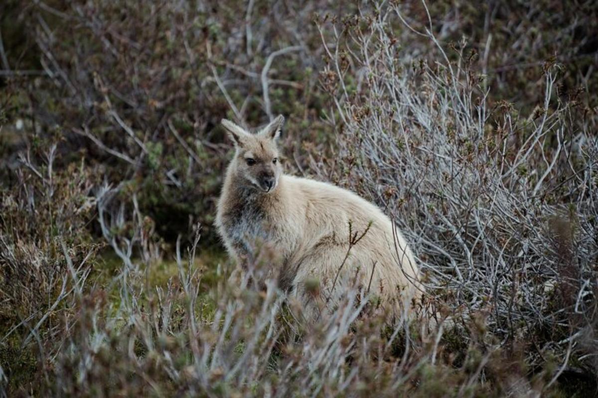 a goat standing in a field of tall grass