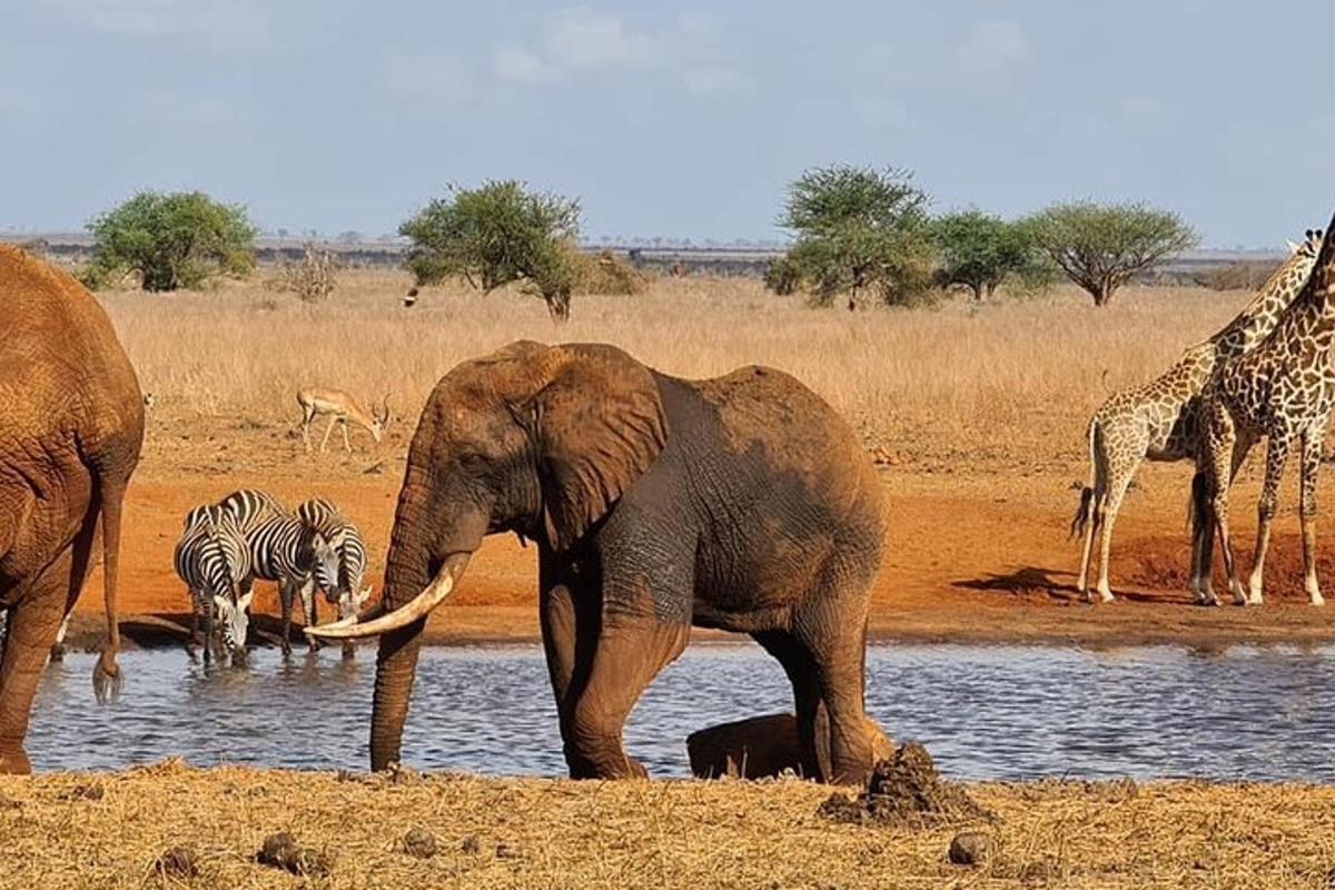 seekor gajah dan zebra dan zirafah di lubang air