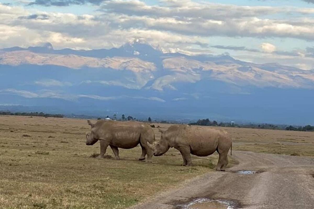 two rhinos standing on the side of a dirt road