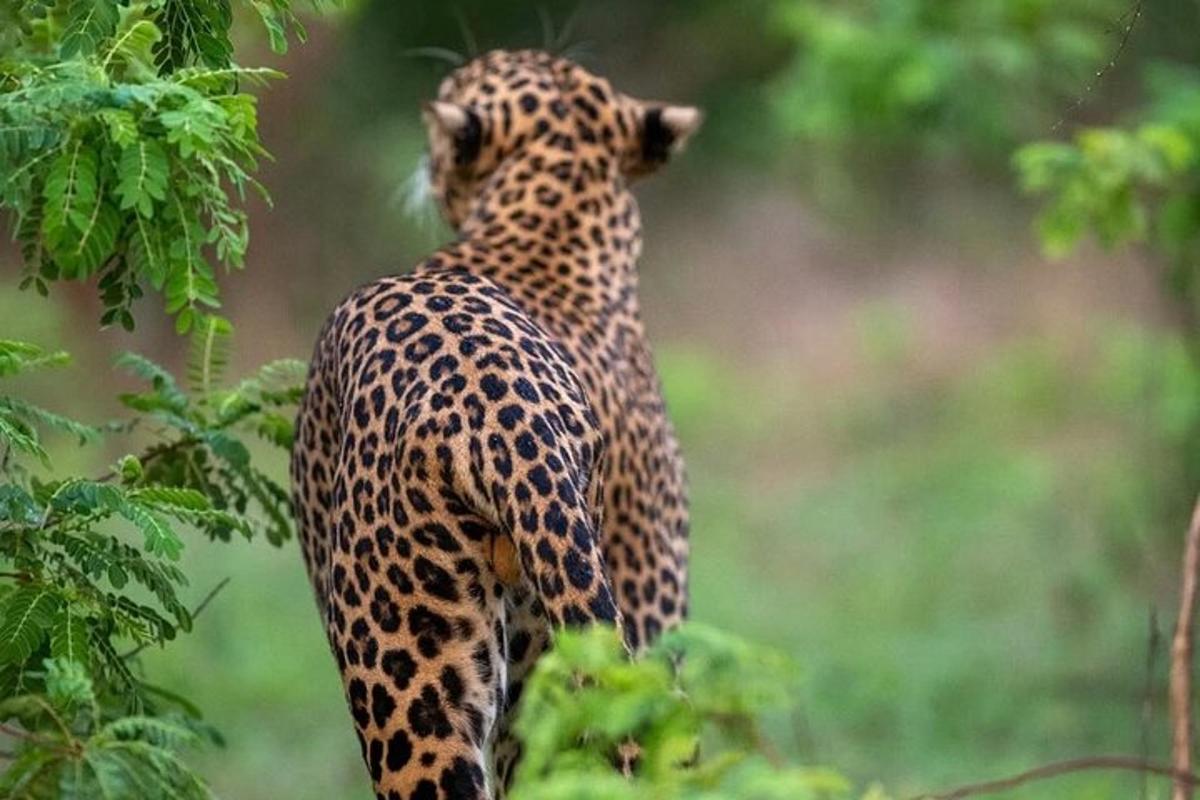 gepard stojící na zádech na stromě