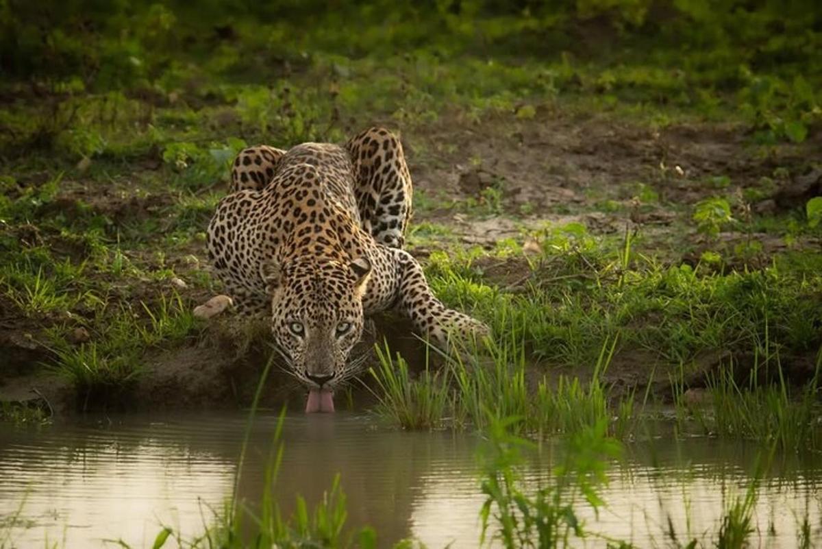dalawang jaguar na nakatayo sa tubig sa tabi ng tubig