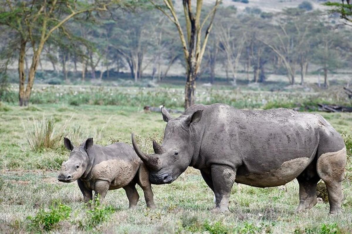 un rinoceronte e un cucciolo di rinoceronte in piedi in un campo
