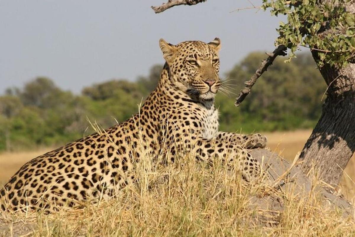 un leopardo seduto nell'erba accanto a un albero