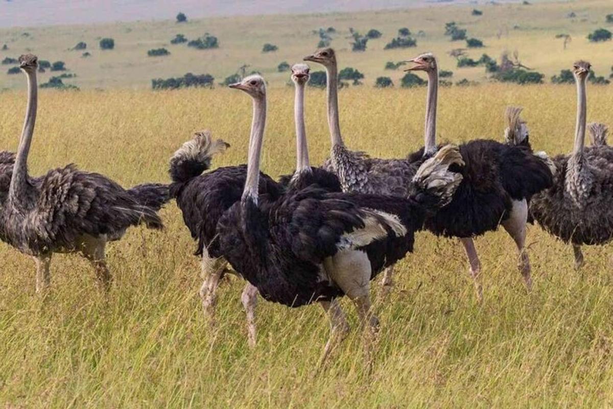sekumpulan burung unta berdiri di padang