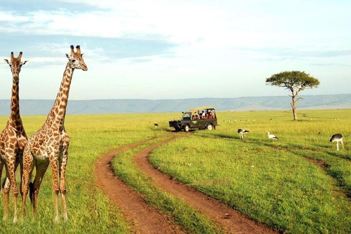 due giraffe in piedi accanto a un camion in un campo