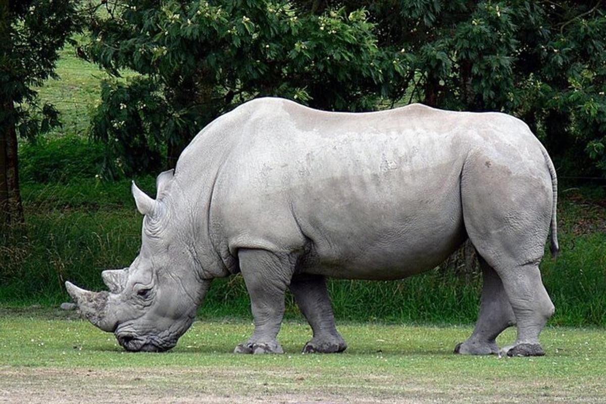 una statua di un rinoceronte che pascola nell'erba