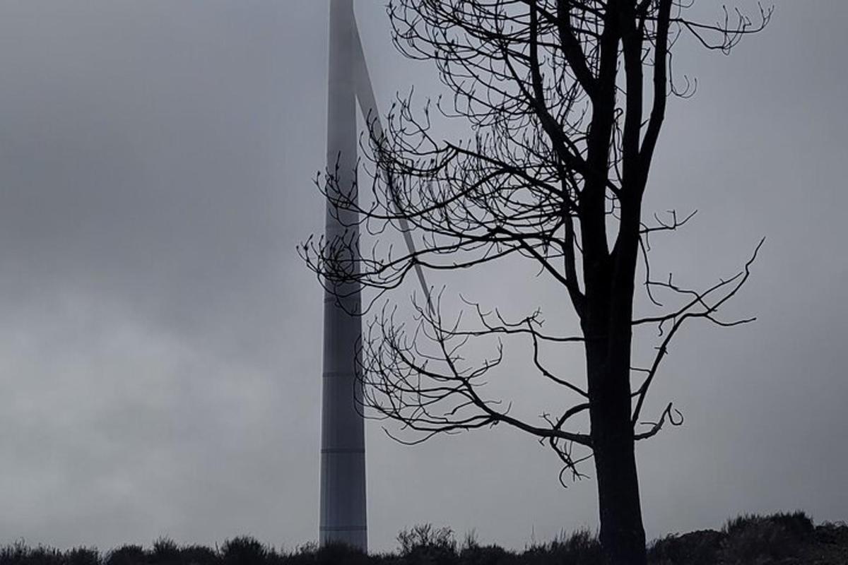 strom před silem s věží