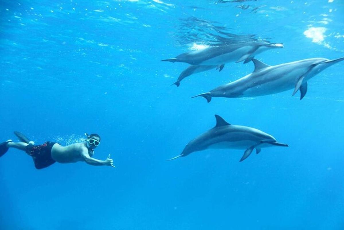 isang lalaking lumalangoy sa tubig kasama ng mga dolphin