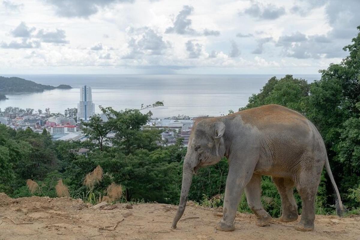 un elefante caminando en la cima de una colina