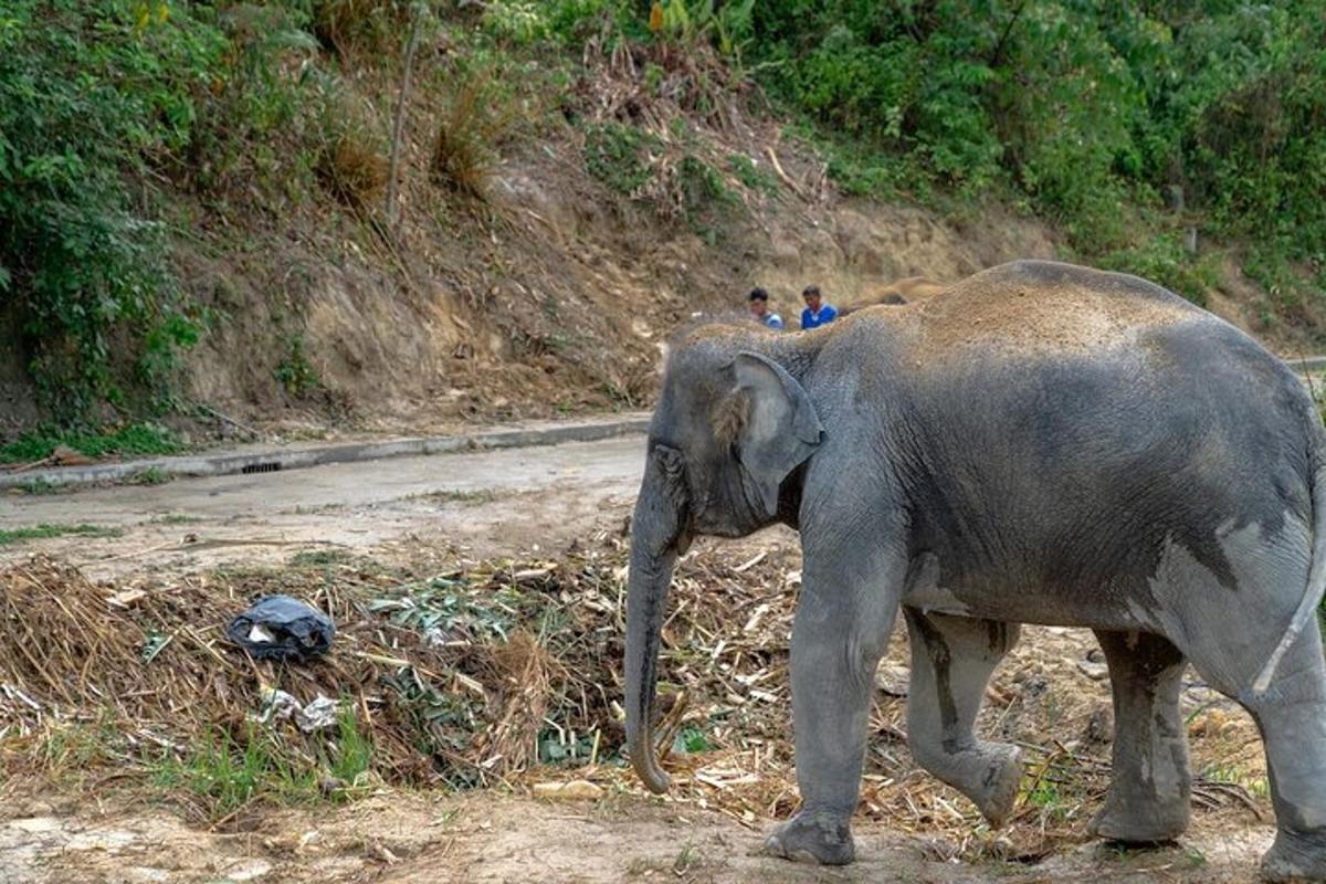 Un elefante caminando por una calle con gente al fondo.